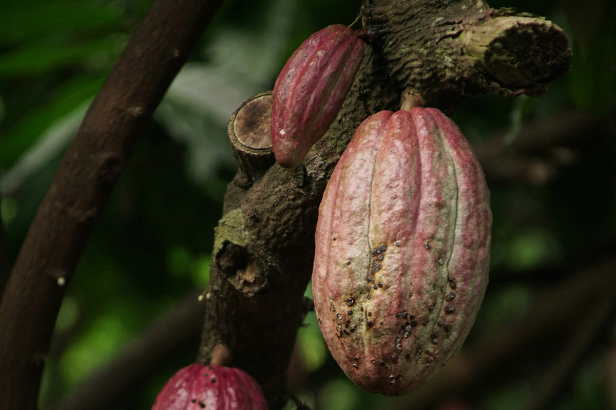 frutto del cacao