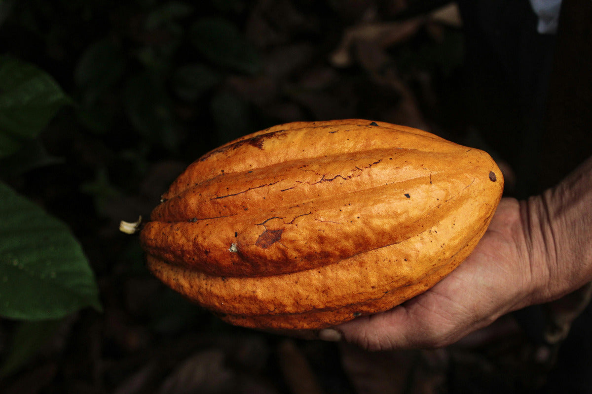 Nuovi cioccolati: alla scoperta del Tacotalpa