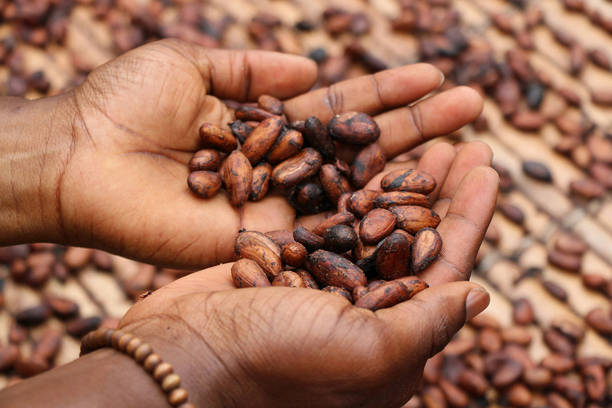 seme di cacao