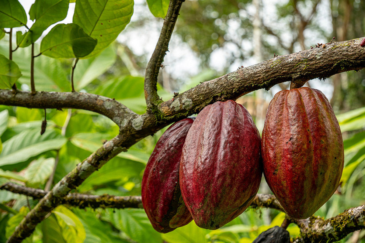 varietà di cacao
