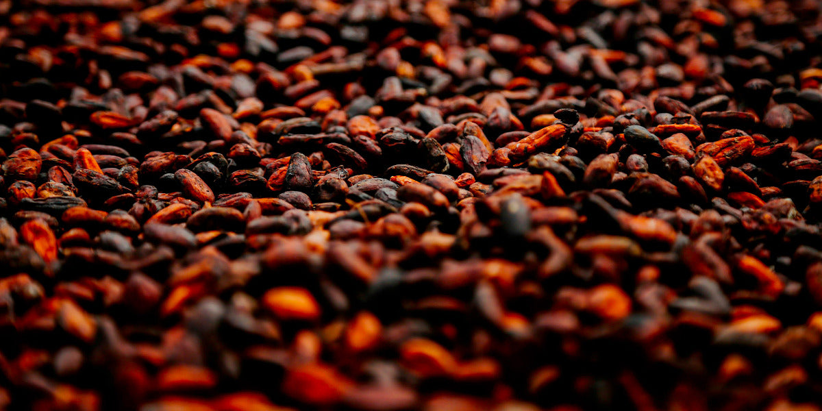 fermentazione cacao