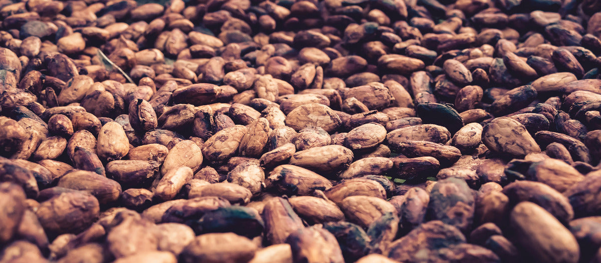 fave cacao